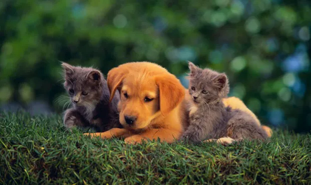 Pleasant Valley Animal Hospital 9