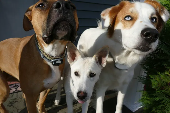 Fieldstone Veterinary Care 12