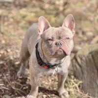 New Milford Animal Hospital: ico