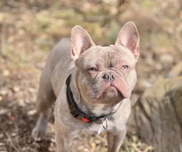 New Milford Animal Hospital: