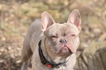 New Milford Animal Hospital: