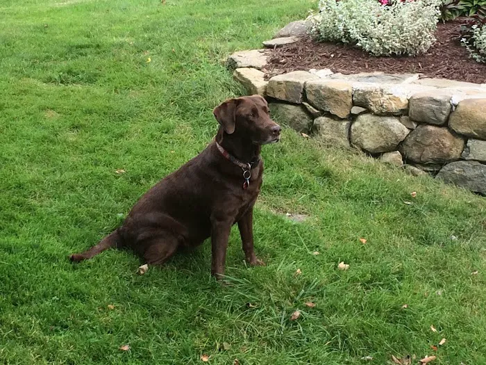 New Milford Animal Hospital: 6