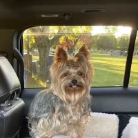 Mill Plain Veterinary Clinic ico