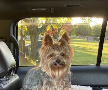 Mill Plain Veterinary Clinic