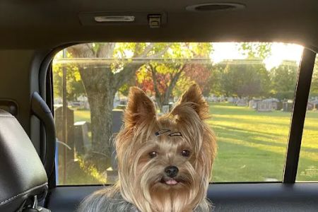 Mill Plain Veterinary Clinic