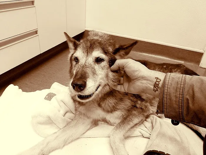 VCA Northside Animal Hospital 12