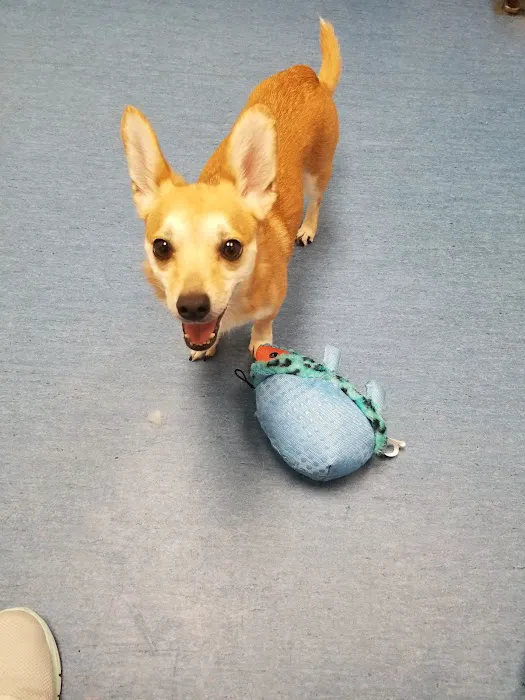 VCA Northside Animal Hospital 12