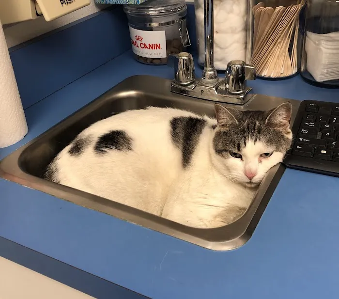 VCA Northside Animal Hospital 12