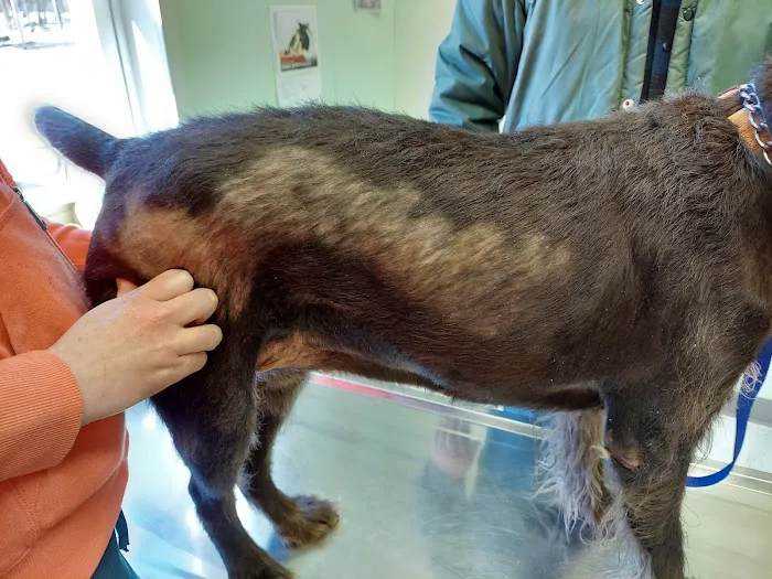 Acre Lake Veterinary Hospital 12