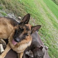 Schultzville Animal Hospital ico