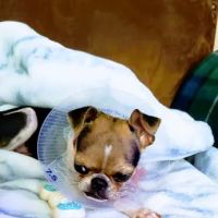 Memorial Veterinary Hospital ico