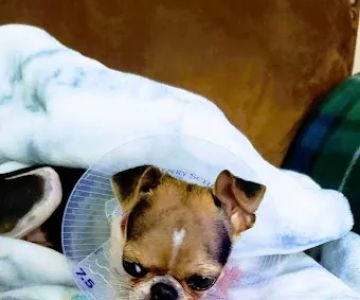 Memorial Veterinary Hospital