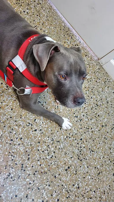 Sedgefield Animal Hospital 9