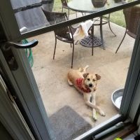 Sedgefield Animal Hospital ico
