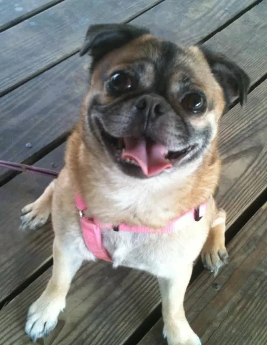 Guilford-Jamestown Veterinary Hospital 10
