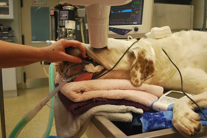 Guilford-Jamestown Veterinary Hospital 7