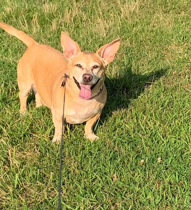 Carolina Veterinary Specialists Greensboro 7