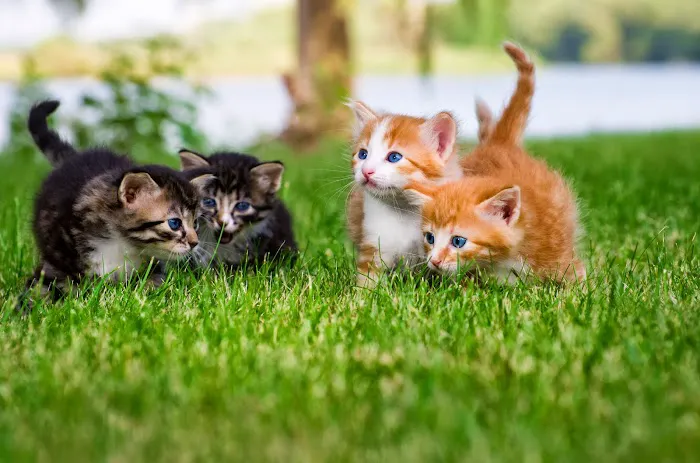 Carolina Veterinary Specialists Greensboro 3