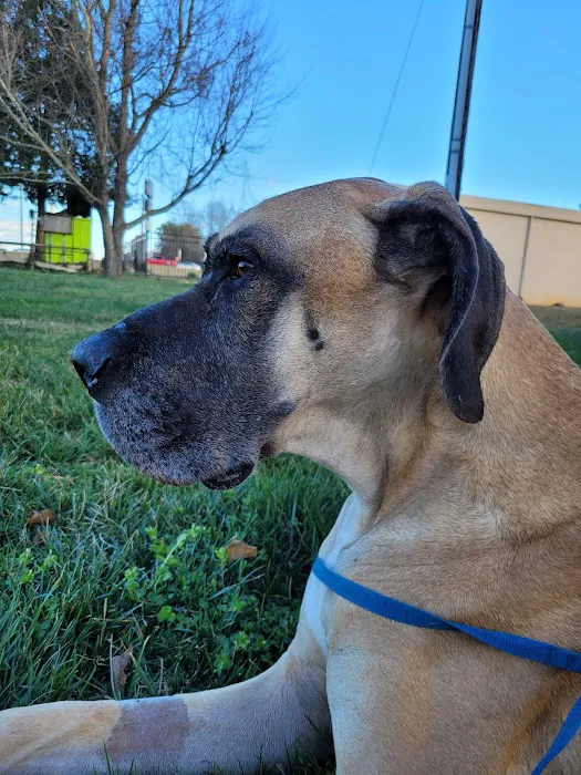 Carolina Veterinary Specialists Greensboro 2