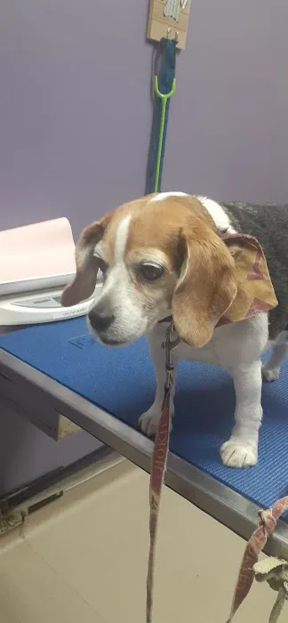 Carolina Veterinary Specialists Greensboro 1