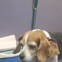 Carolina Veterinary Specialists Greensboro ico