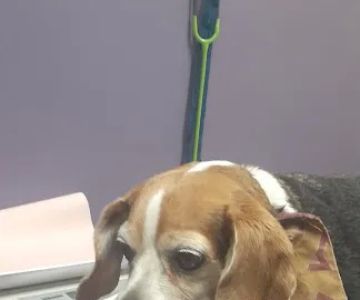 Carolina Veterinary Specialists Greensboro