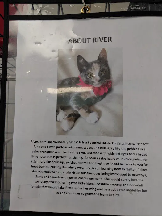 Sheets Pet Clinic 12