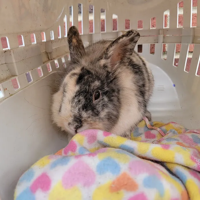 Sheets Pet Clinic 12