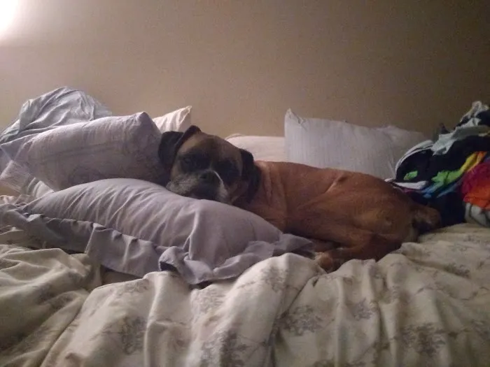 Sheets Pet Clinic 12