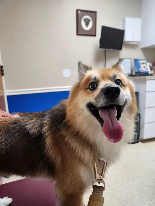 Sheets Pet Clinic 12