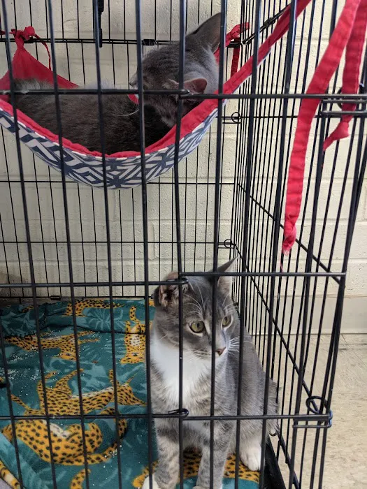 Sheets Pet Clinic 12