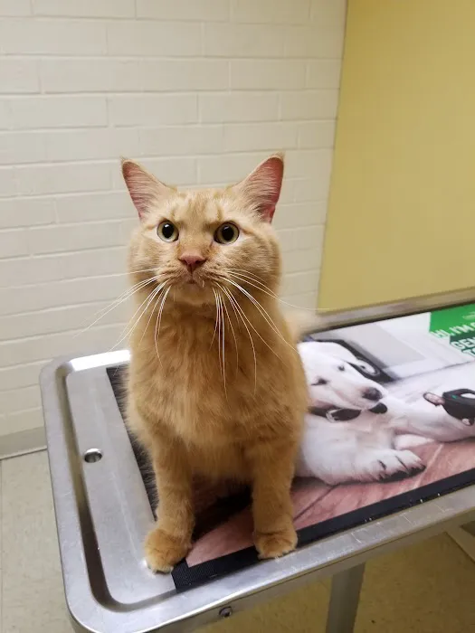 Sheets Pet Clinic 12