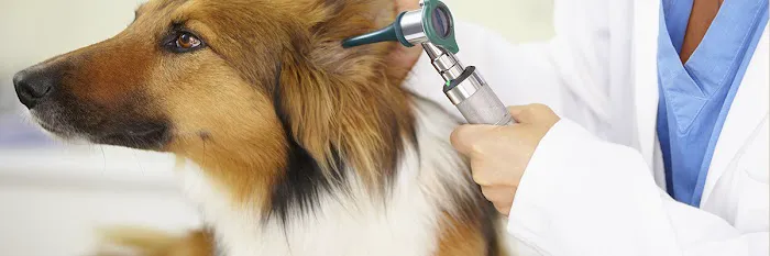 Triad Animal Hospital 1