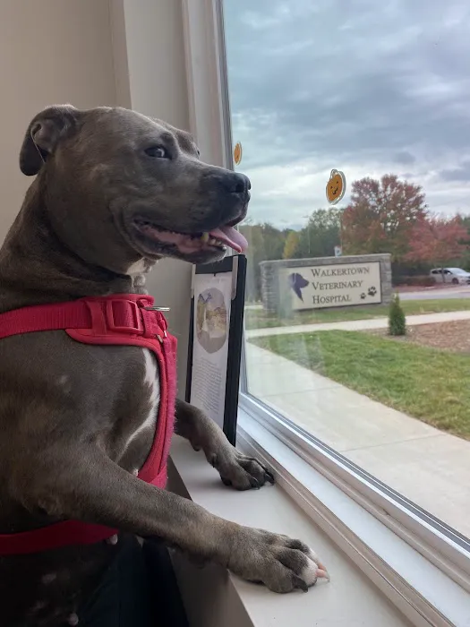 Walkertown Veterinary Hospital 8