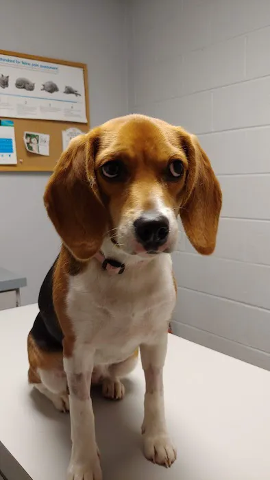 Walkertown Veterinary Hospital 6