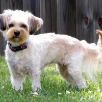 Walkertown Veterinary Hospital ico