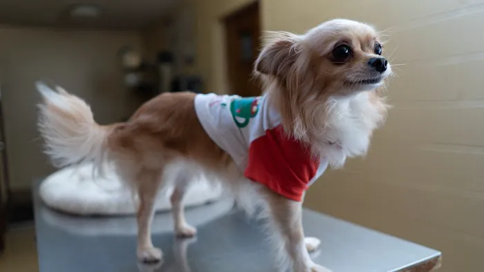 West Market Veterinary Hospital 1