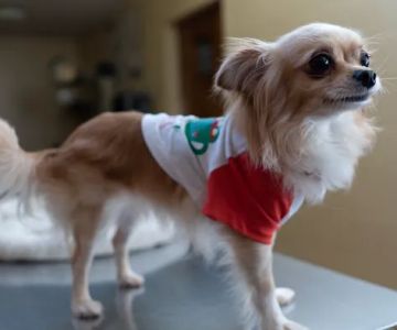 West Market Veterinary Hospital