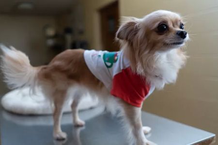 West Market Veterinary Hospital