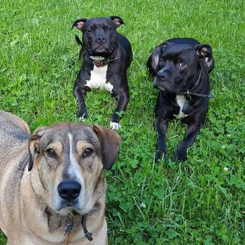 Mebane Veterinary Hospital 4