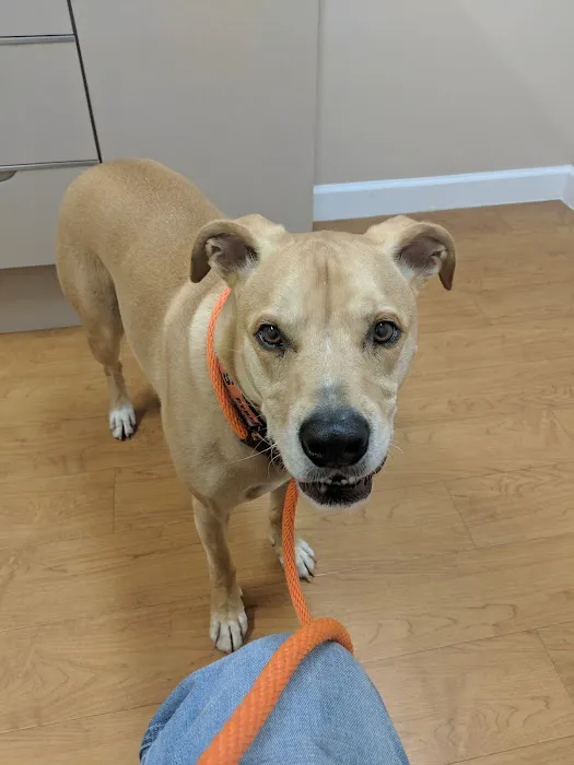 Mebane Veterinary Hospital 1