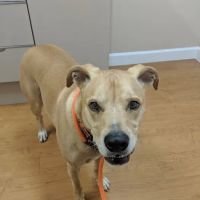 Mebane Veterinary Hospital ico