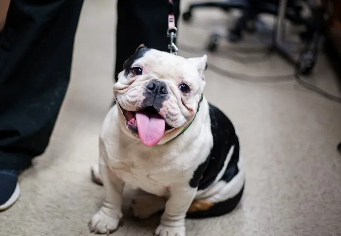 Animal Hospital of Mebane 4