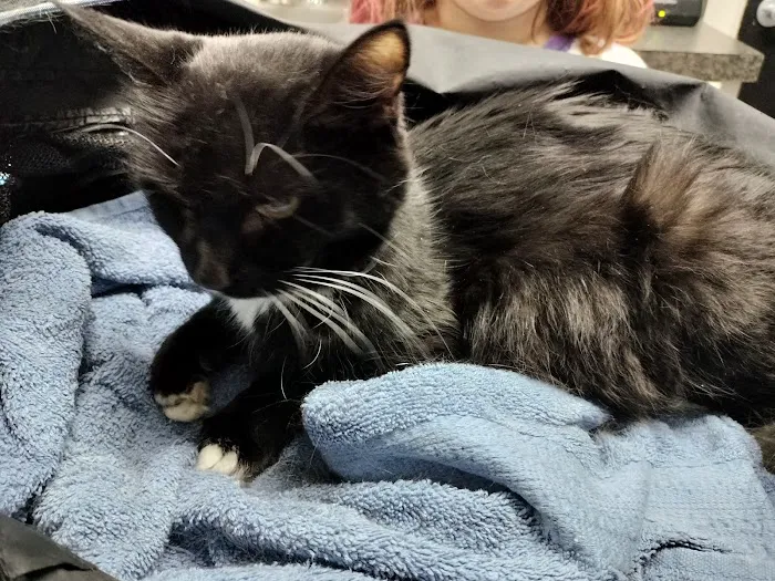 Animal Hospital of Mebane 3