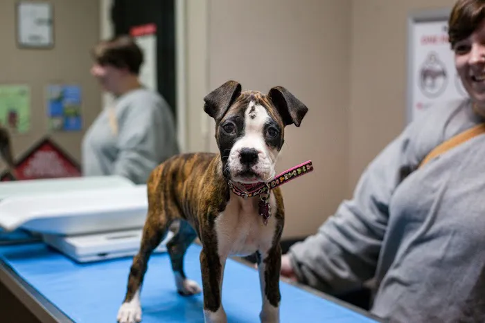 Animal Hospital of Mebane 1