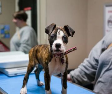 Animal Hospital of Mebane