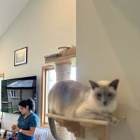 Heal House Call Veterinarian ico