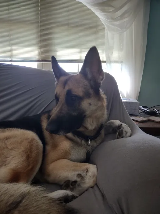Graham Animal Hospital 9