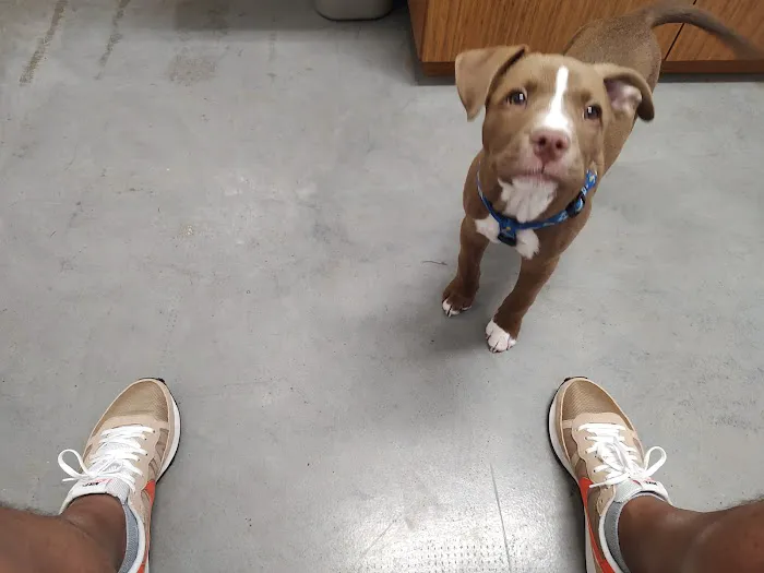 Southern Animal Hospital 7