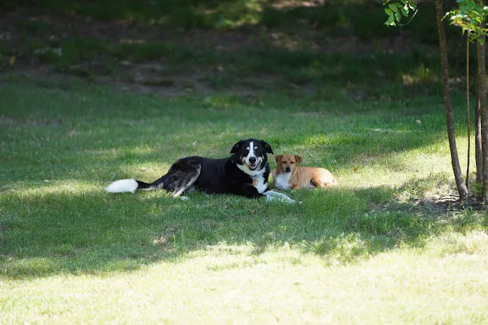 Carrboro Plaza Veterinary Clinic 1